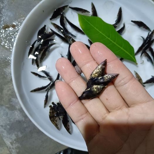 广州桂花鱼苗