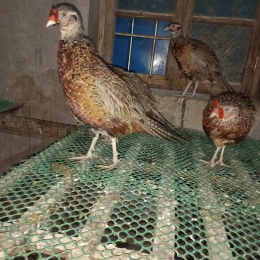 七彩山鸡养殖
