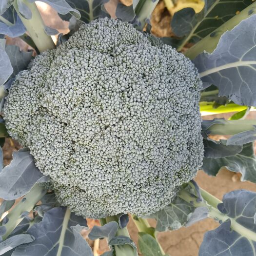 扶沟县精品西兰花