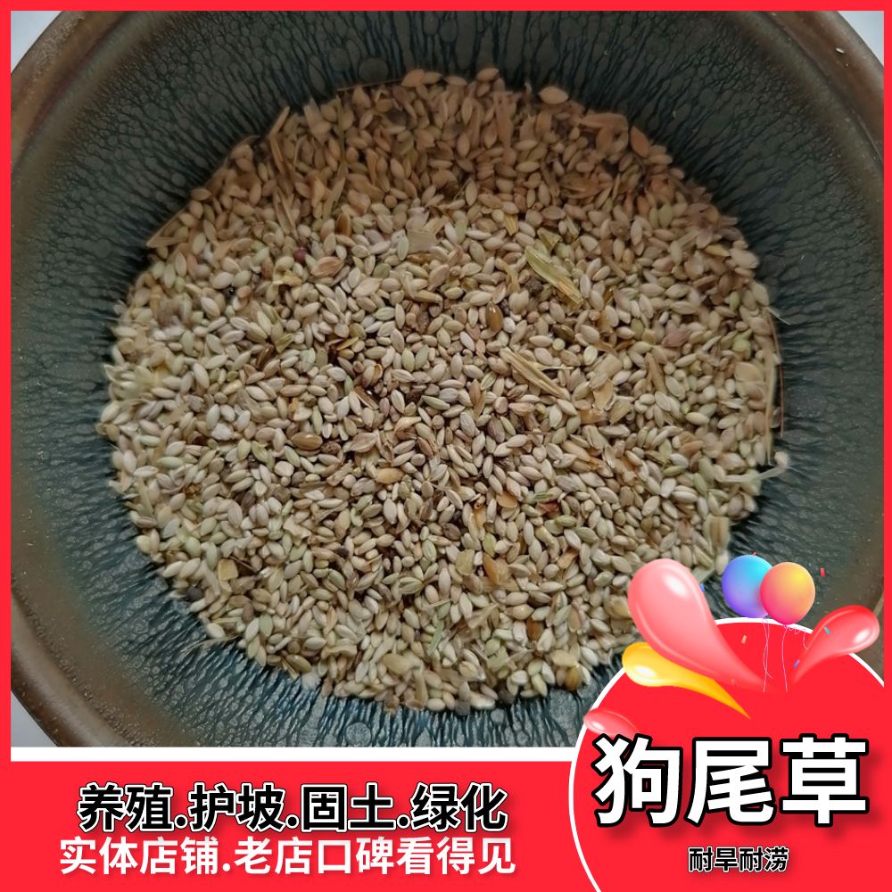 沭阳县狗尾草种子猫尾巴草种子养殖鱼虾蟹牧草耐水淹耐旱丰产牧草种籽