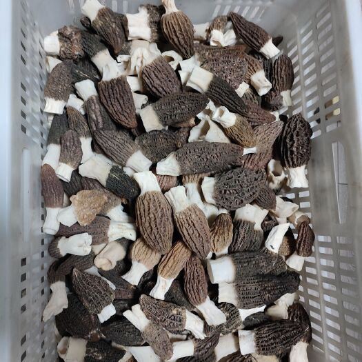 济南羊肚菌鲜货