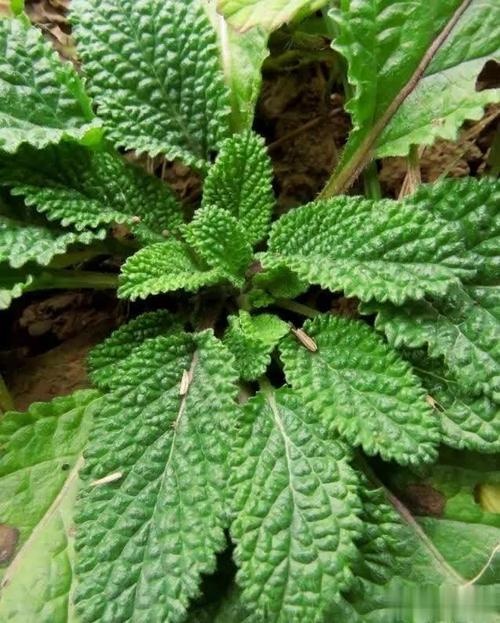 南召县荔枝草    全棵水洗干货蛤蟆草