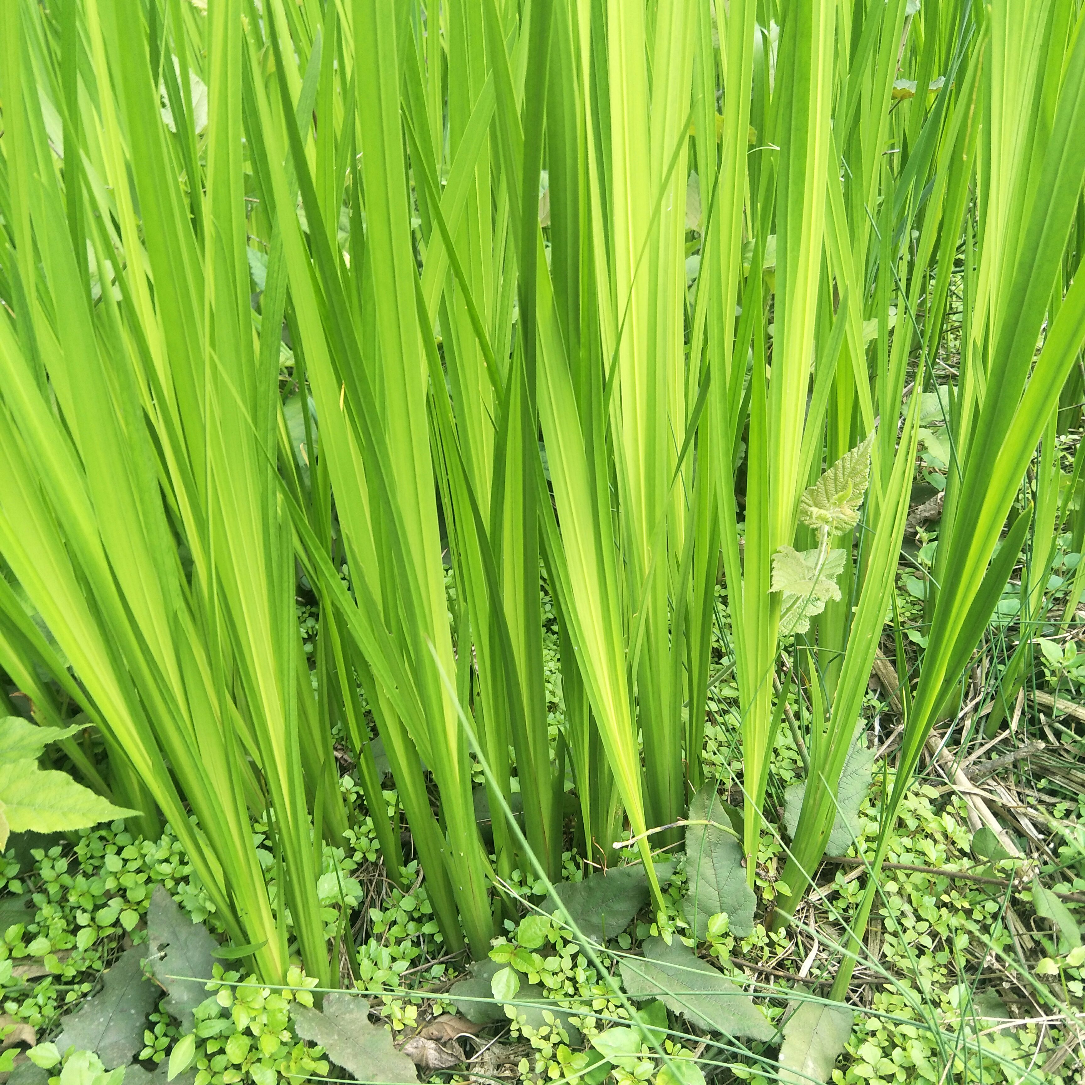 野生水蒲，天然生长，绿化盆栽，河堤，庭院池塘浅水陆地均易成活