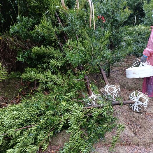 奉新县罗汉松6公分产地批发自家田苗一手货源精品罗汉松6公分可上工程