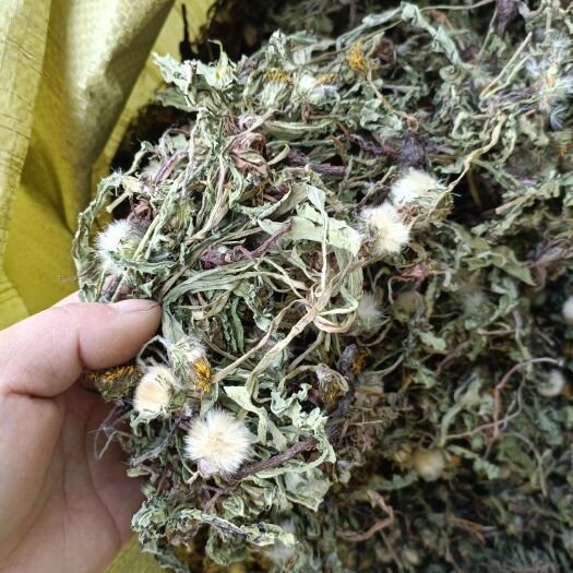 唐河县纯野生蒲公英