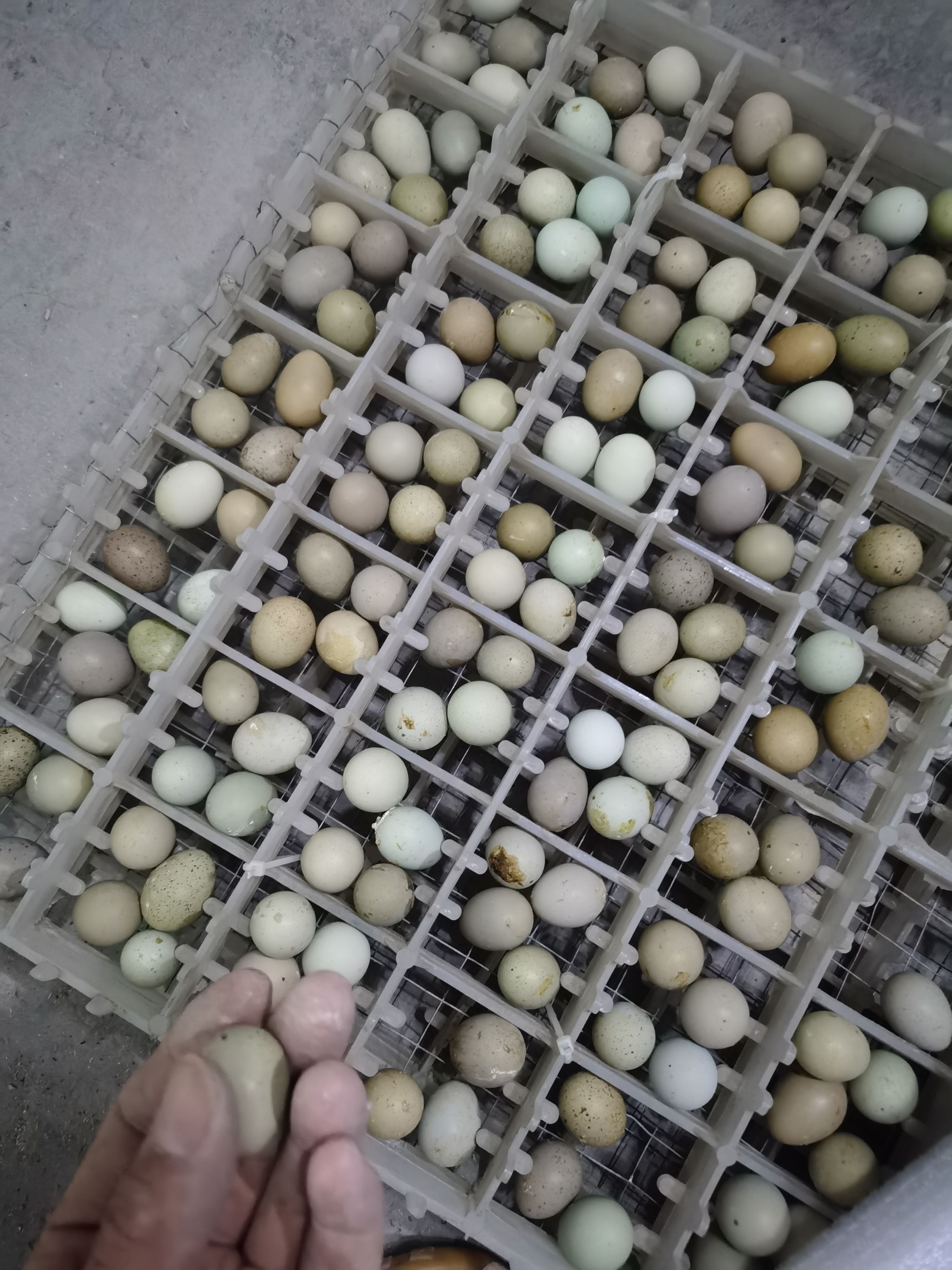 日照芦丁鸡种蛋，网红迷你鸡阳台宠物鸡蛋芦丁鸡受精蛋大量批发可食用