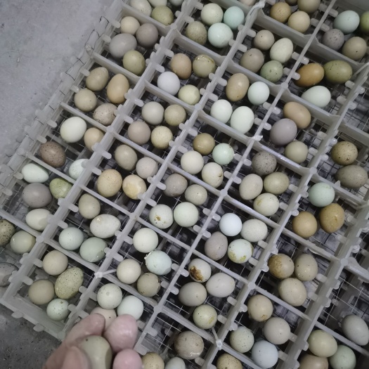 日照芦丁鸡种蛋，网红迷你鸡阳台宠物鸡蛋芦丁鸡受精蛋大量批发可食用