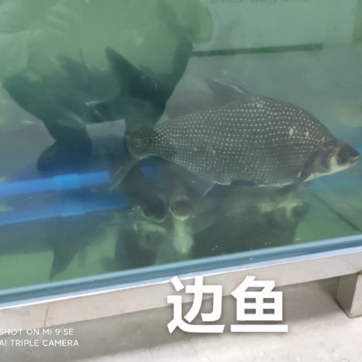 新丰县边鱼