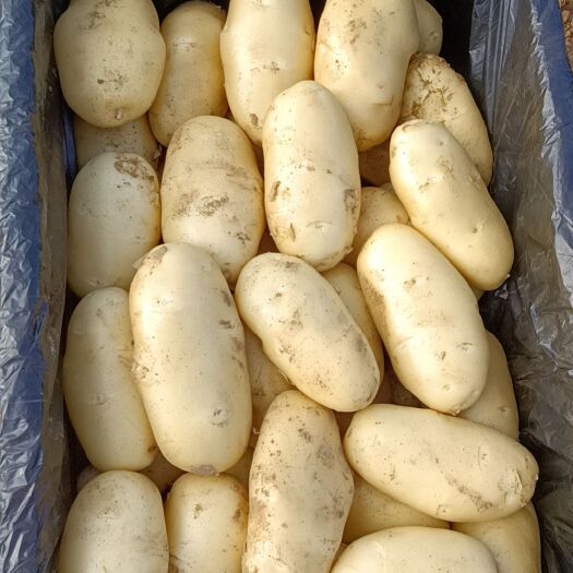 滕州市滕州新土豆，大量上市了，货源充足，支持各种包装