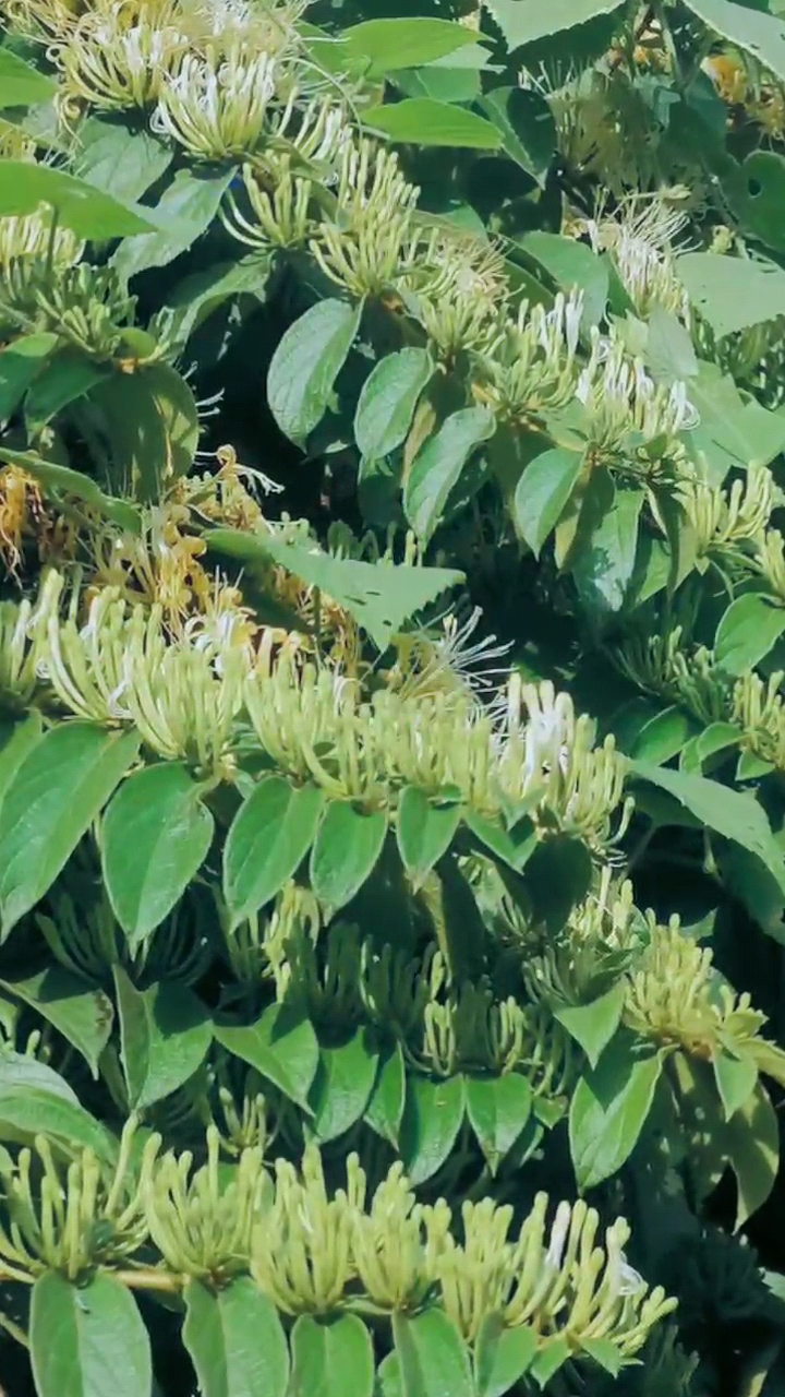 小王德卧金银花