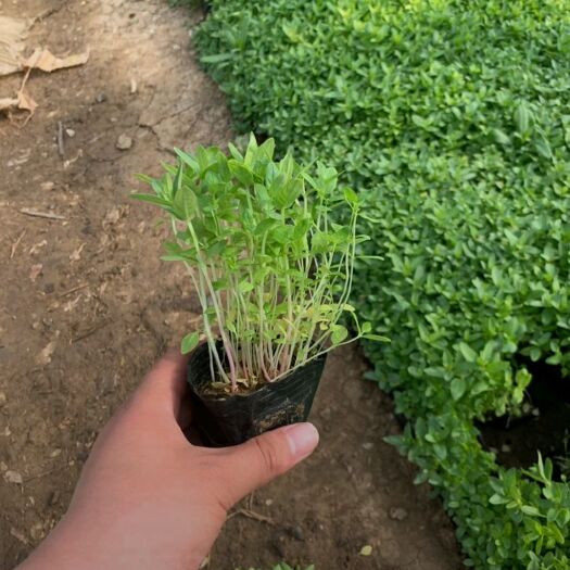 穗花婆婆纳 多年生宿根植物，多用于园林绿化 花海景观
