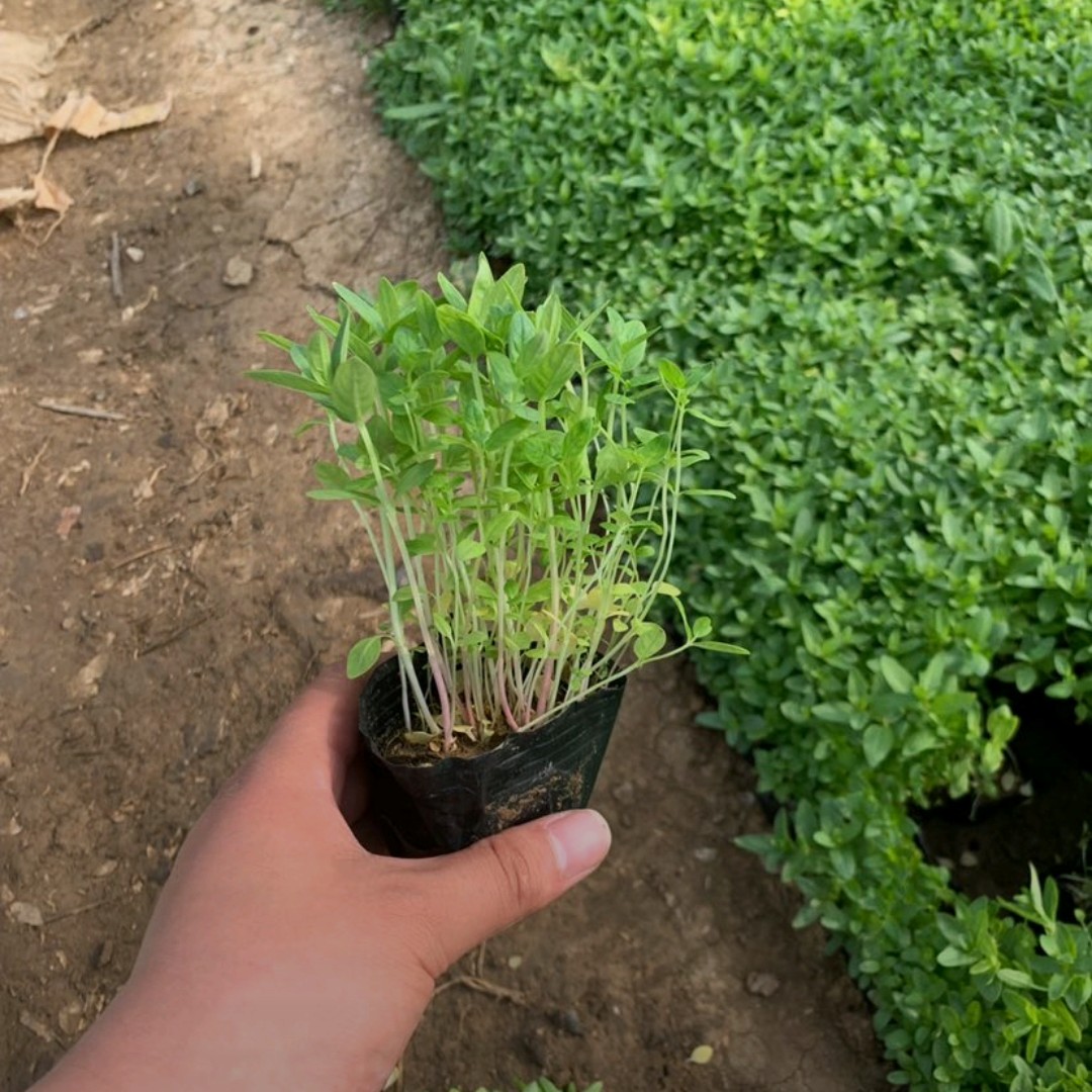 青州市穗花婆婆纳 婆婆纳 多年生宿根植物 多用于园林绿化 工程绿化