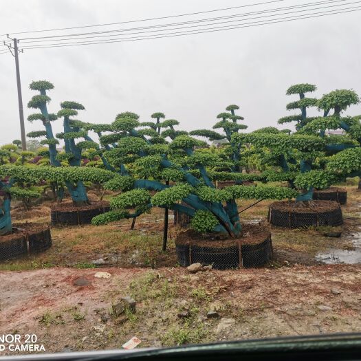 浏阳市造型罗汉松，榆林