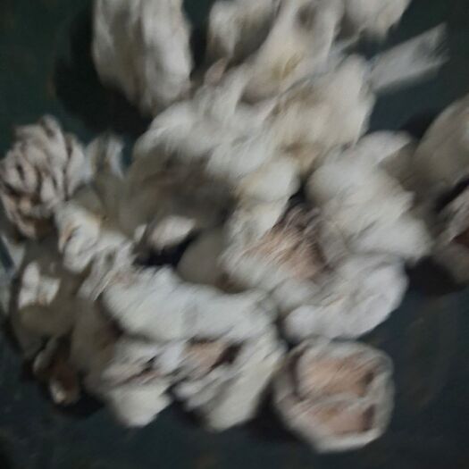 新化县新货白参