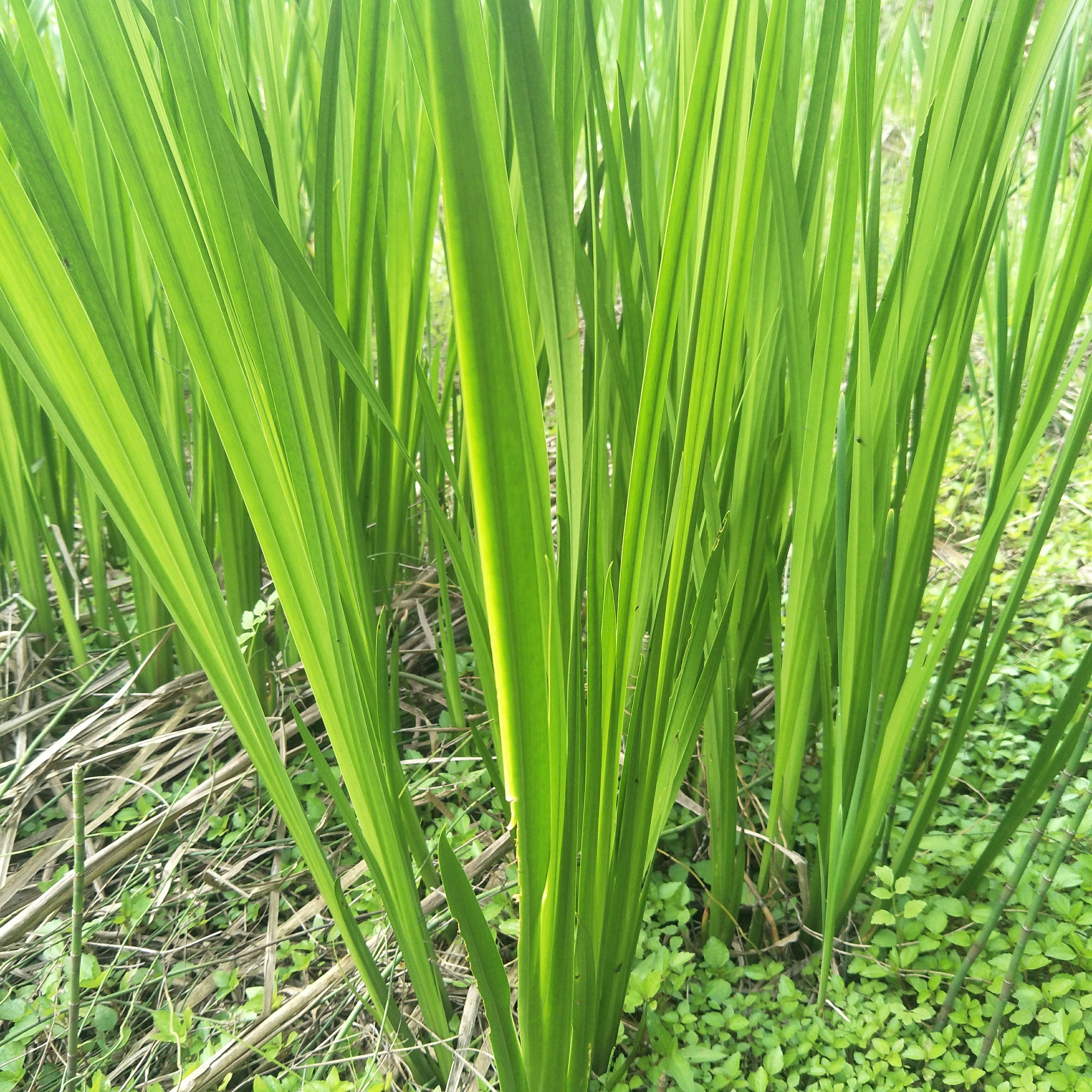 野生水蒲，天然生长，绿化盆栽，河堤，庭院池塘浅水陆地均易成活