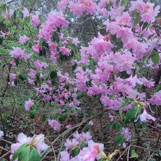 娄底树桩高山映山红紫色花，修剪后发货  10颗起发货280一颗