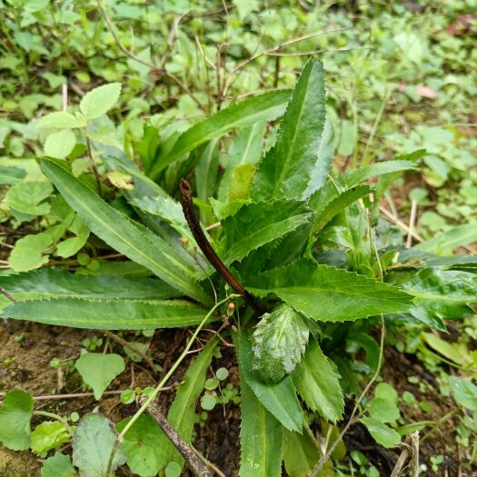 藤县假盐茜、假芫荽，带根带泥大芫荽苗~鱼生的灵魂伴侣