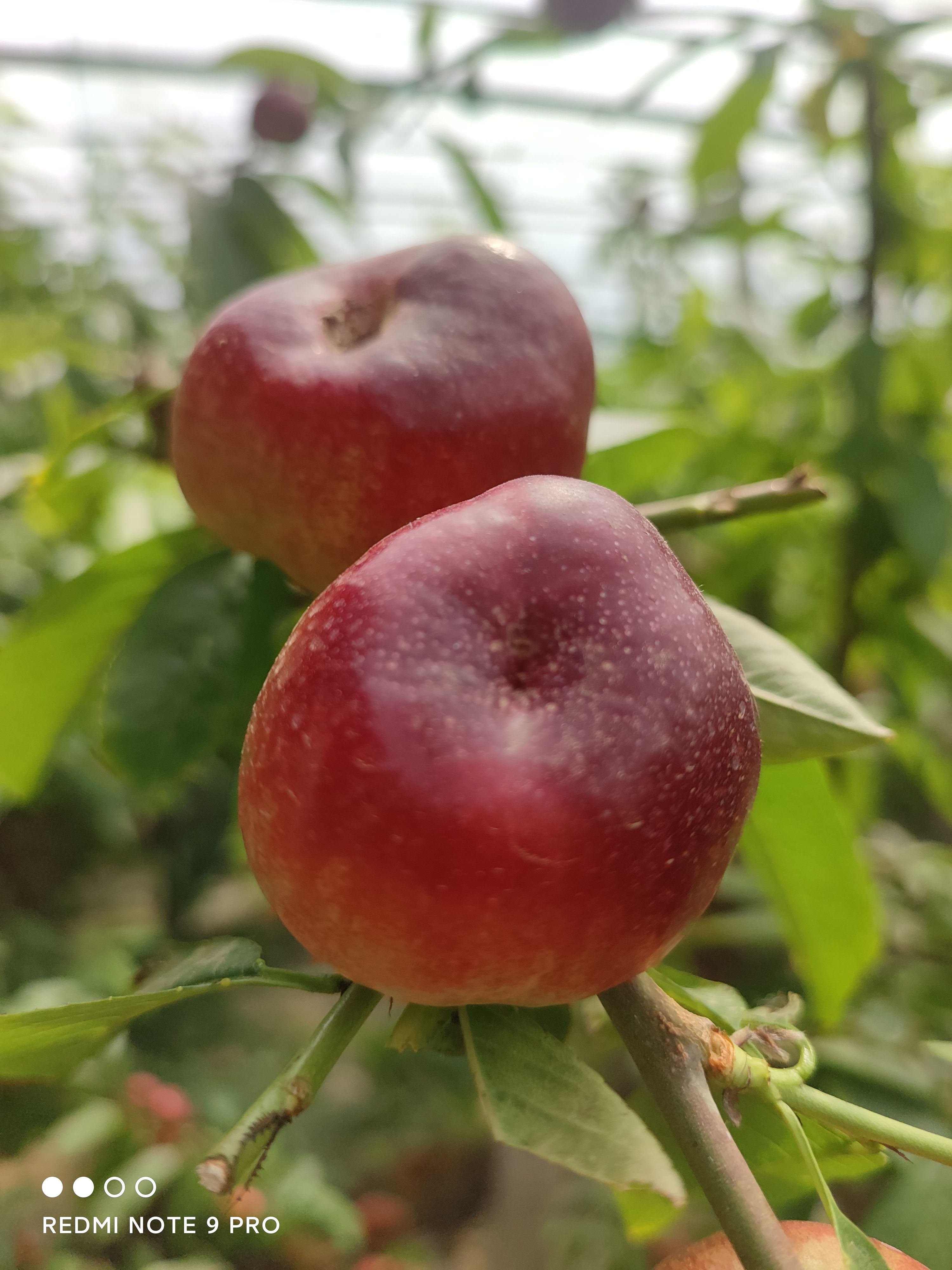 香甜酥脆，走亲访友好佳品