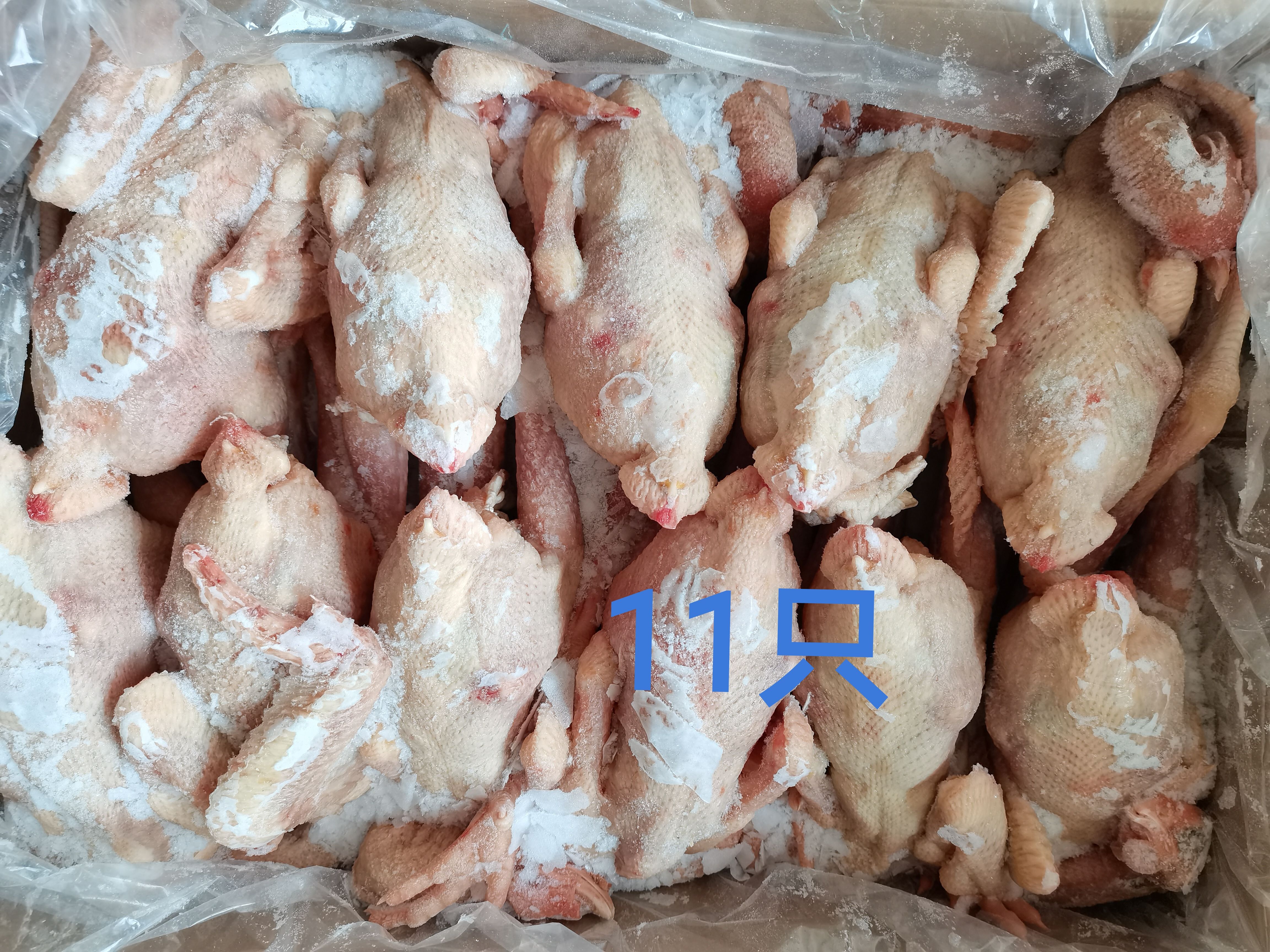 临沭县白条鸡 579 新鲜自加工 欢迎选购