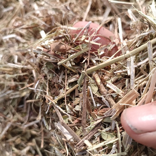 无图无膜无霉变花生秧桔秆正在加工中，需要的老板请联系