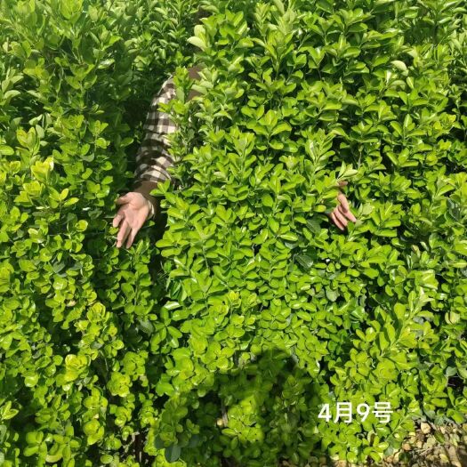 商水县40冠幅精品北海道黄杨