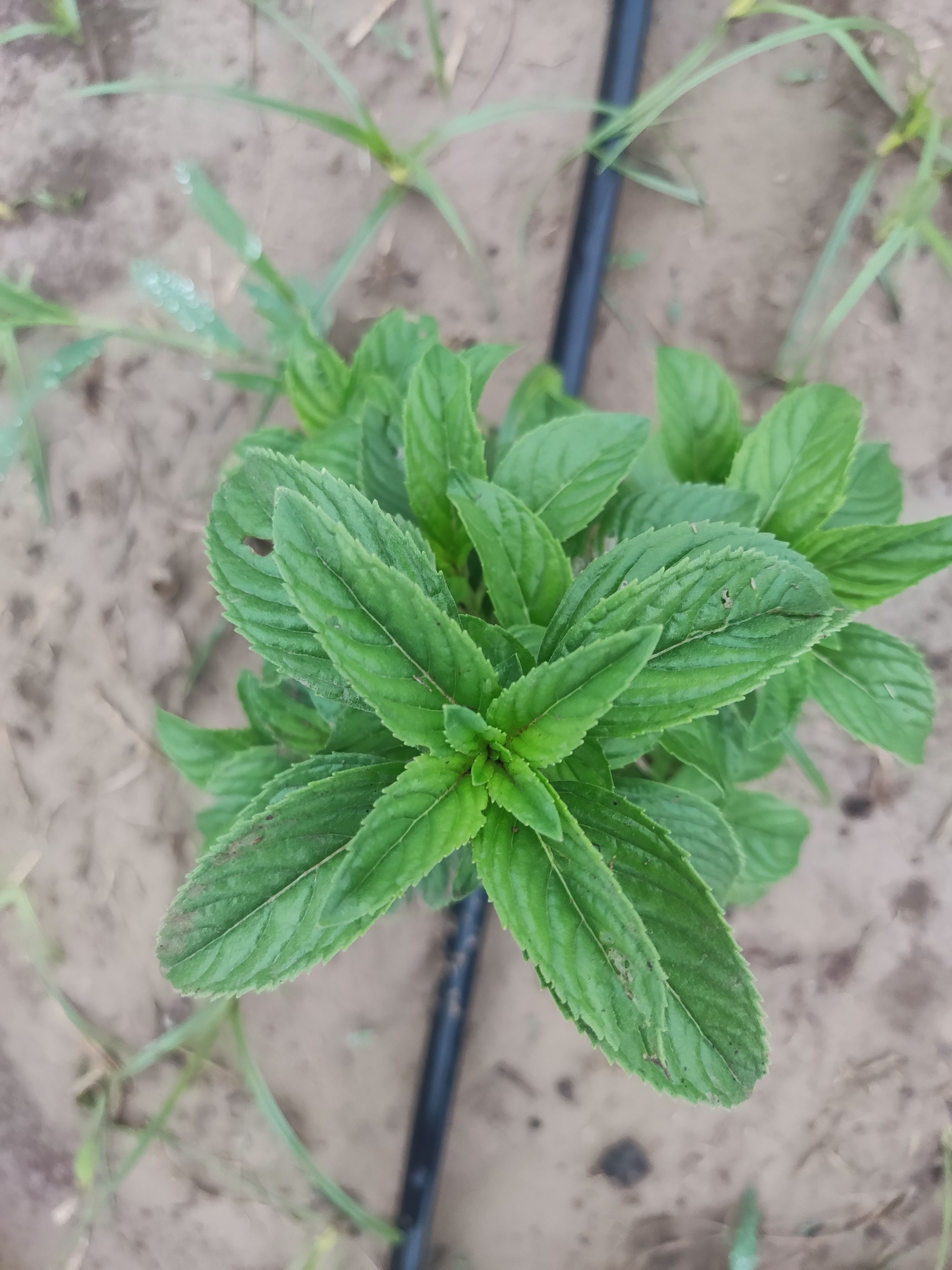 清凉土薄荷苗 农村传统薄荷苗