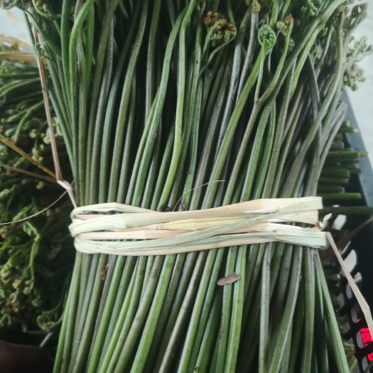 衡东县湖南当天采摘新鲜蕨菜