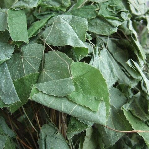 临潭县甘肃高含量淫羊藿