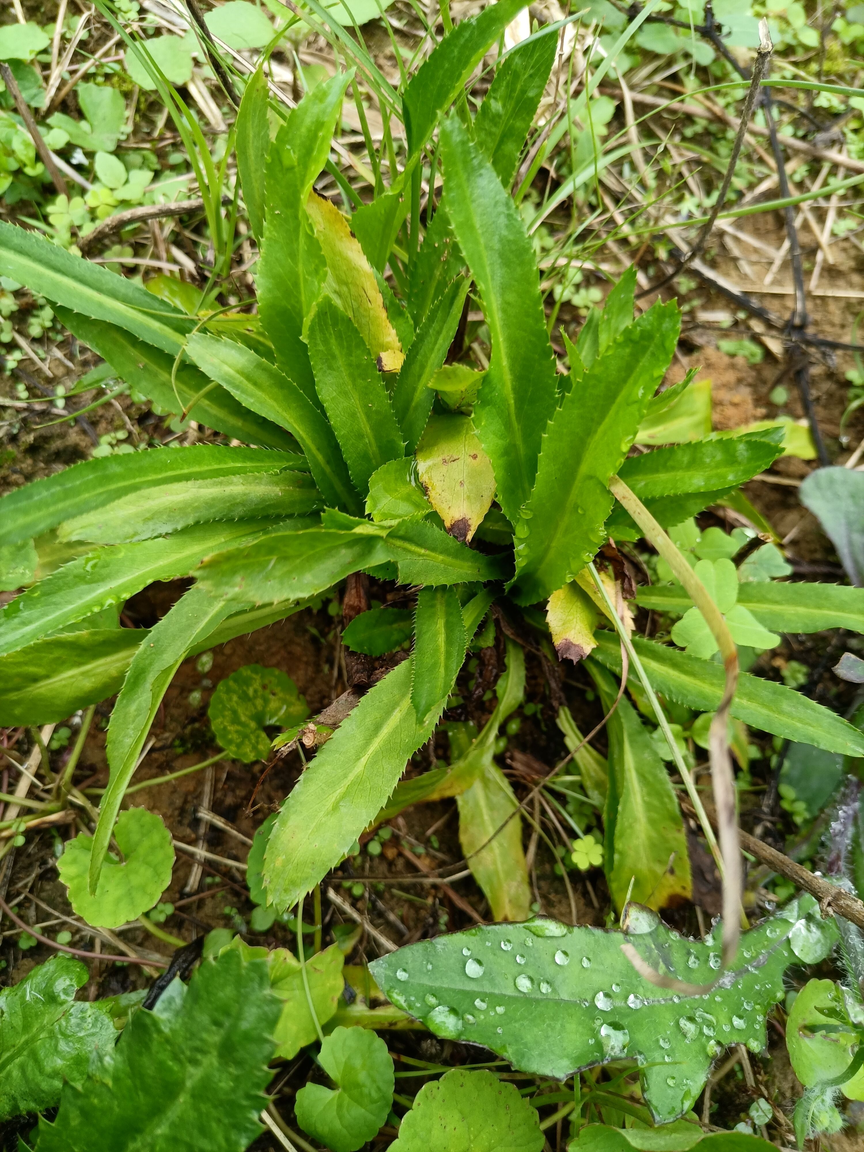 假盐茜、假芫荽，带根带泥大芫荽苗~鱼生的灵魂伴侣