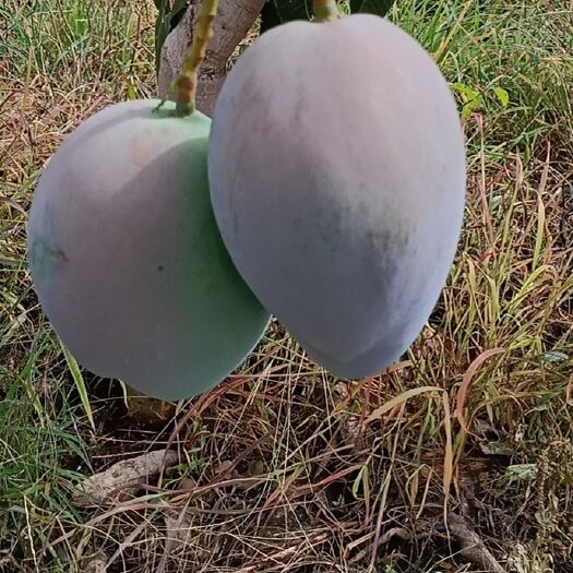 攀枝花攀枝花凯特芒果，大脸芒
