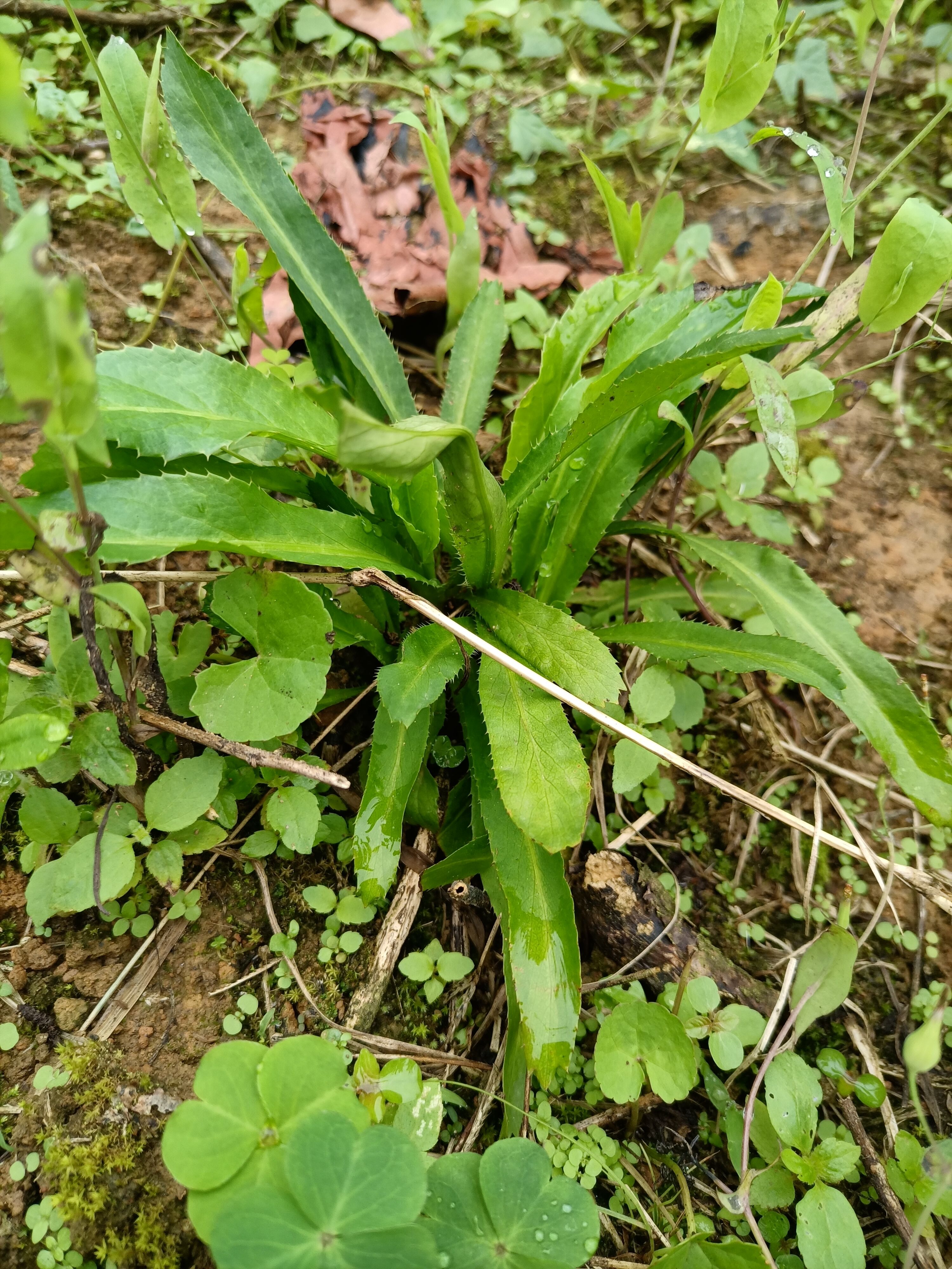 假盐茜、假芫荽，带根带泥大芫荽苗~鱼生的灵魂伴侣