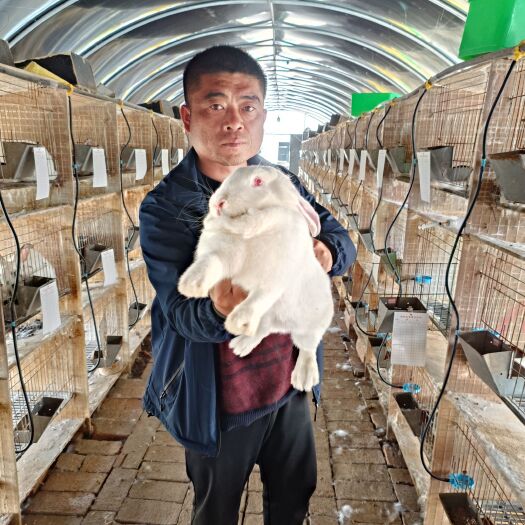 嘉祥县新西兰肉兔专车批量送货上门跟踪技术服务指导！