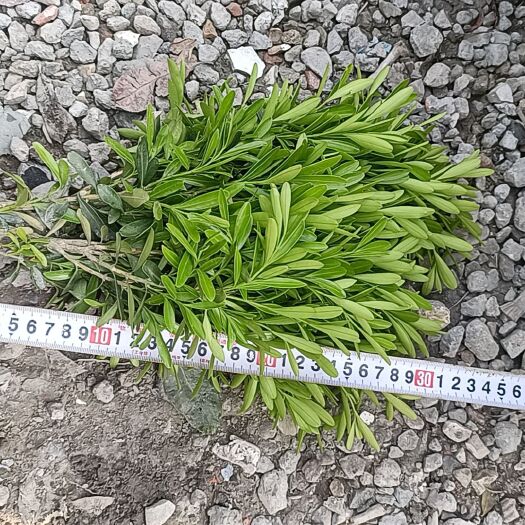 成都瓜子黄杨