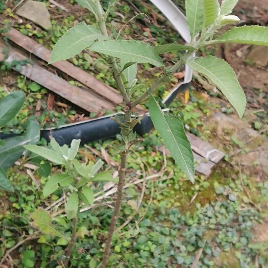 灵山县艾苗