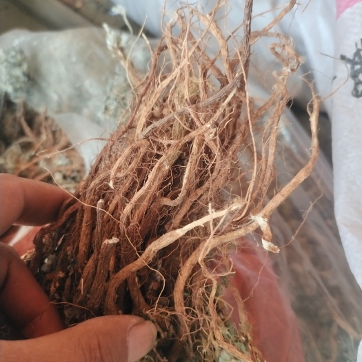 临沂甜地丁（老鼠布袋）新货纯干货
