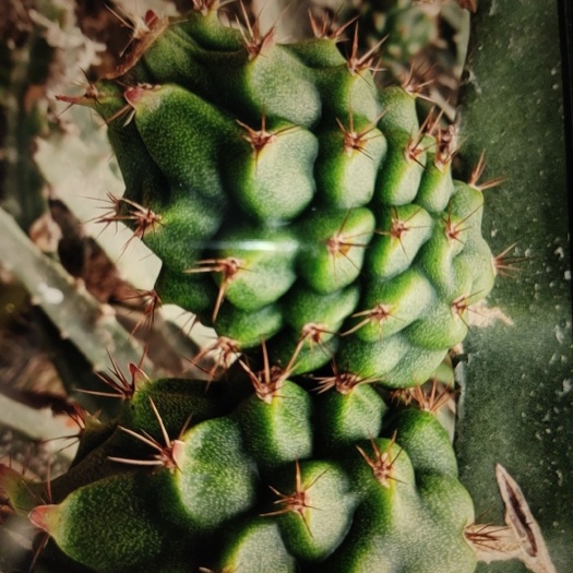 金乡县燕窝果苗