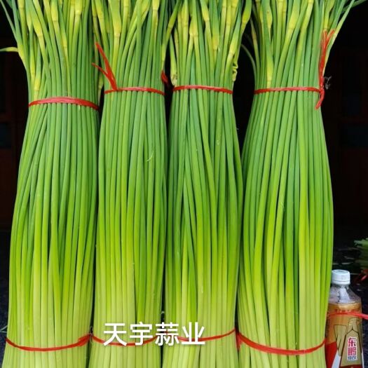 柘城县精品白帽红帽蒜苔长度60-80不泡水干苔，产地直销，质量保证