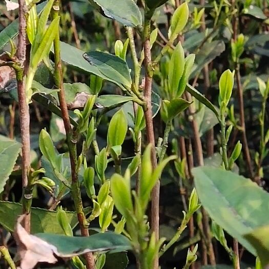 缙云县高山龙井43数量不多