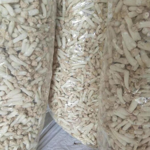 宁都县长裙竹荪