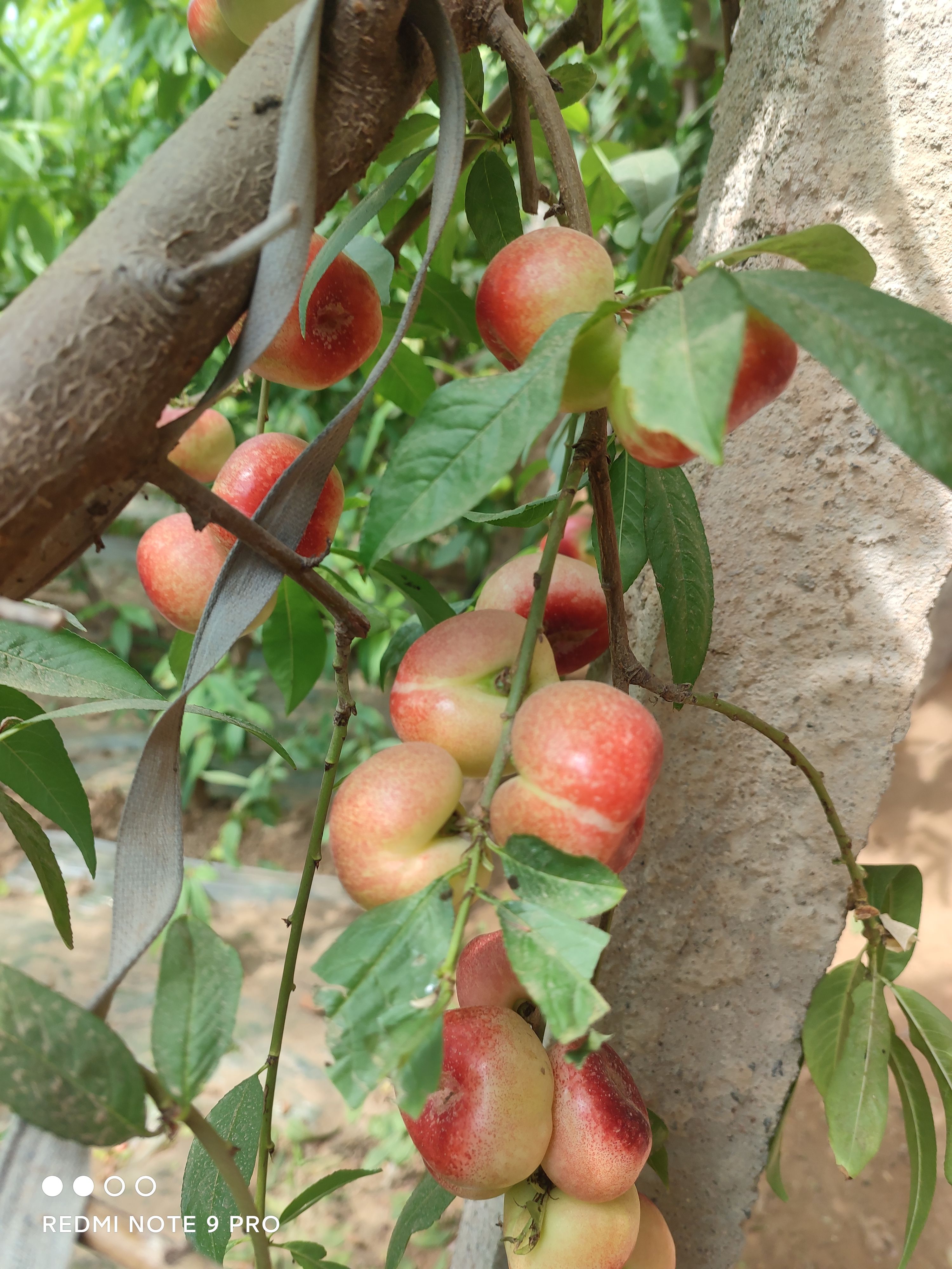 香甜酥脆，走亲访友好佳品