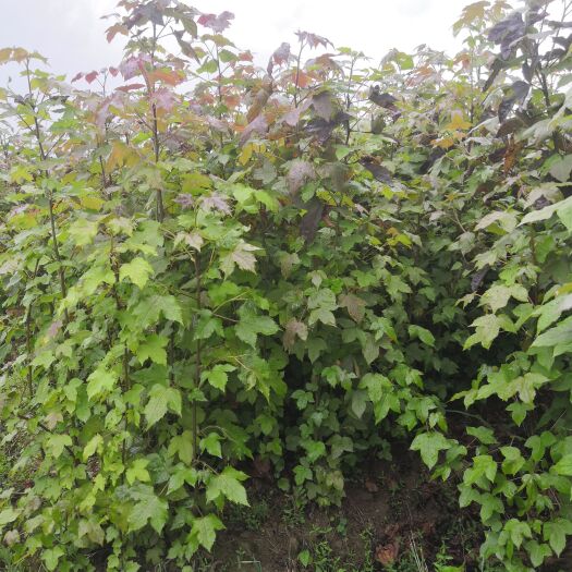 安福县大量供应枫香苗，地径0.7公分起，规格苗，江西吉安产地