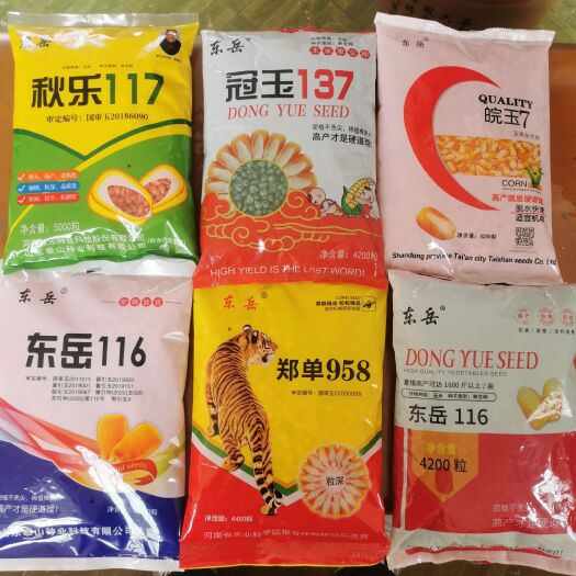 泰安玉米种