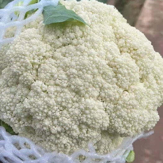 泾阳县精品小米粒散花