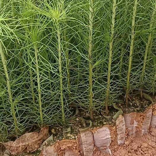 荔浦市湿地松树苗 广西荔浦发货 新鲜直达 农户直供 精选培育