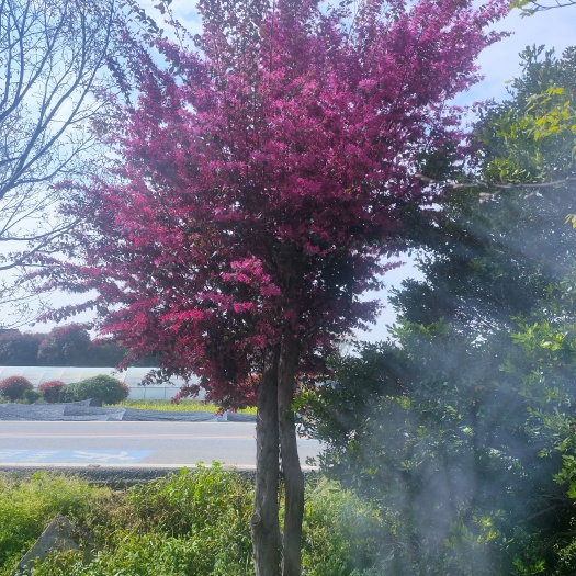 常州17公分红花继木