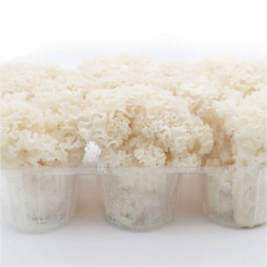 济南新鲜绣球菌45一公斤，现货