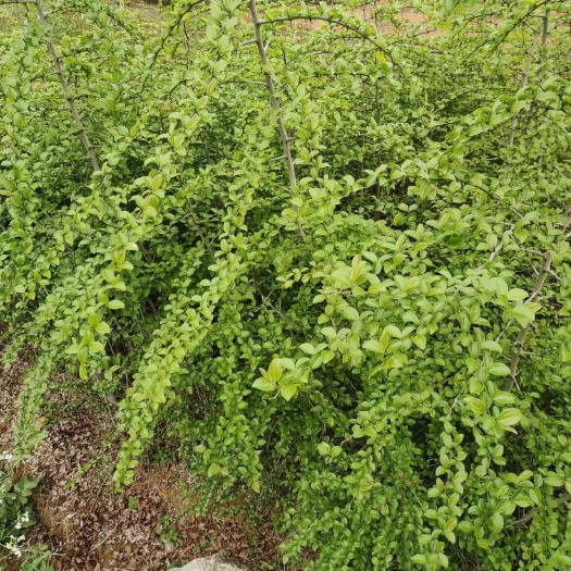阳朔县马甲子刺树篱笆果园围栏专用