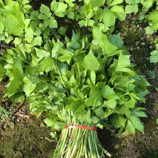 长春山野菜大叶芹
