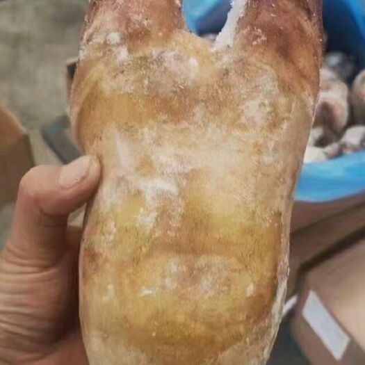成都牛蹄，火烧去毛，一手货源