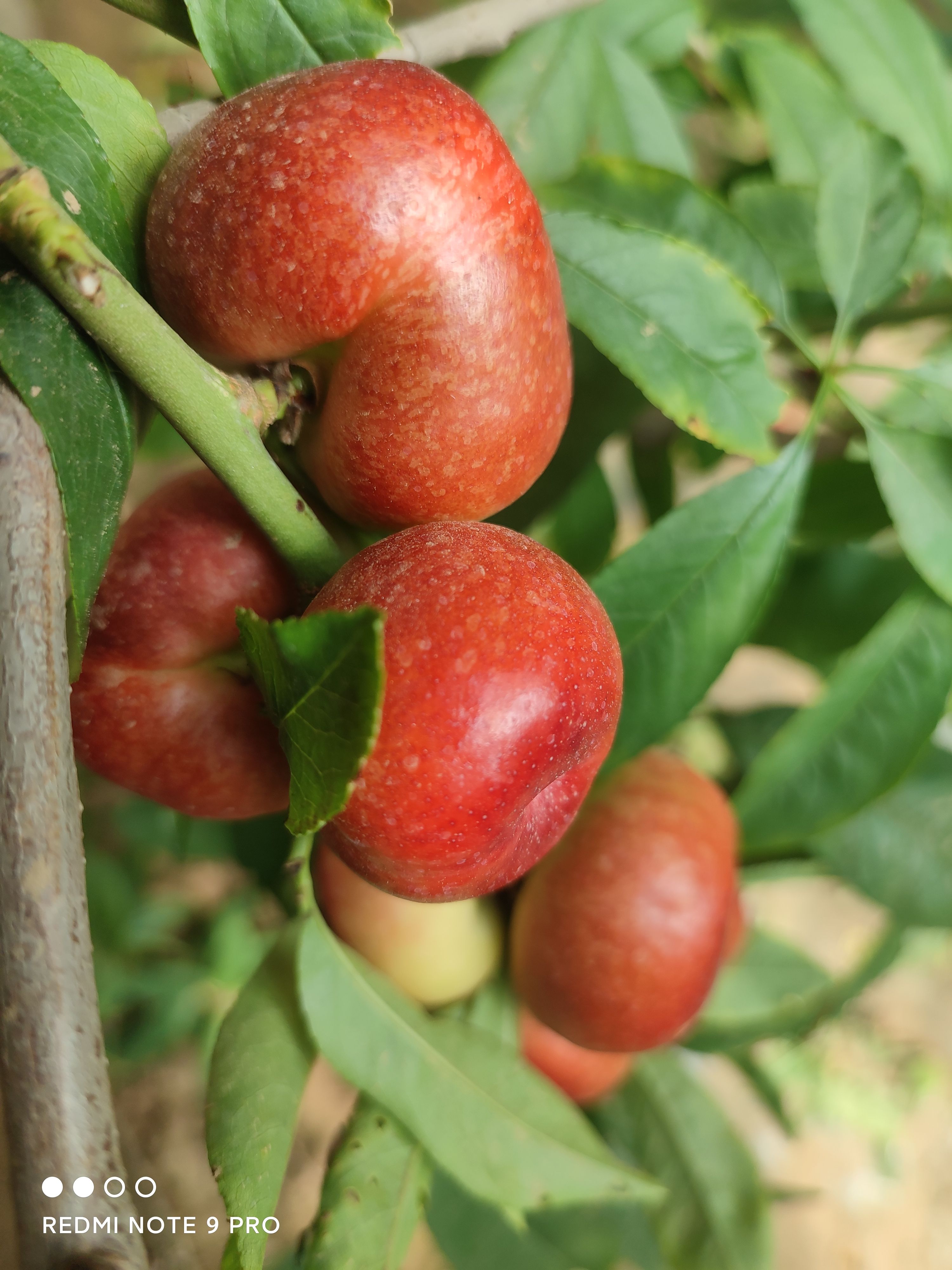香甜酥脆，走亲访友好佳品